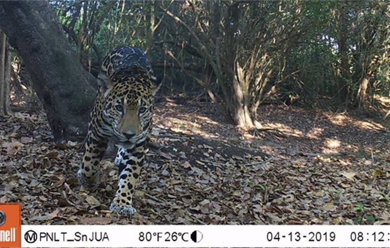 Jaguar in camera trap CREDIT Rony Garcia WCS